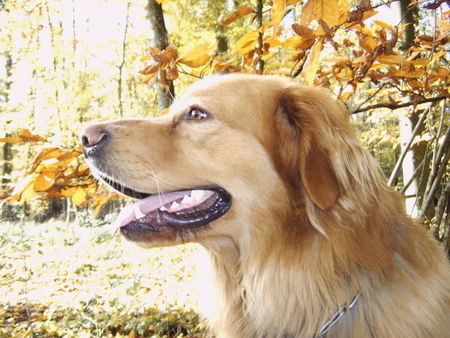 Hovawart Hunde Foto 35446 Hovawart Jonas 19 Mon.im Herbst