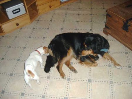 Hovawart Hunde Foto 31711 Hovawart Chayenne18M mit Jazy9M