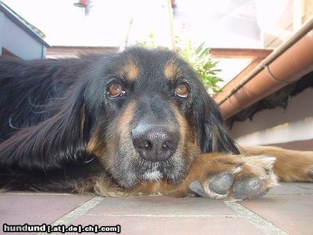 Hovawart Hunde Foto 5083 Hovawart Lara