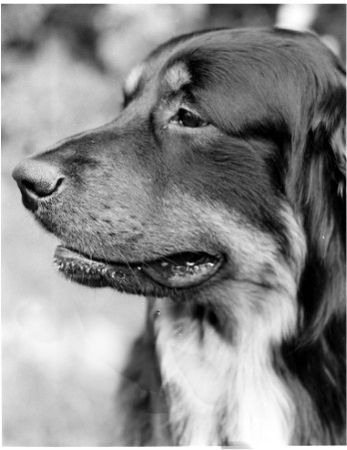 Hovawart Hunde Foto 27643 in höherer Auflösung ansehen Hovawart Leo