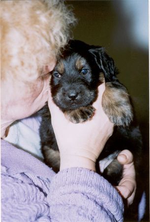 Hovawart Hunde Foto 27645 in höherer Auflösung ansehen Hovawart Leo 5 Wochen alt
