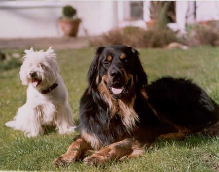 Hovawart Hunde Foto 27644 in höherer Auflösung ansehen Hovawart Leo und Westie Jonny