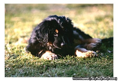Hovawart Hunde Foto 10464 Hovawart Welpe Leo