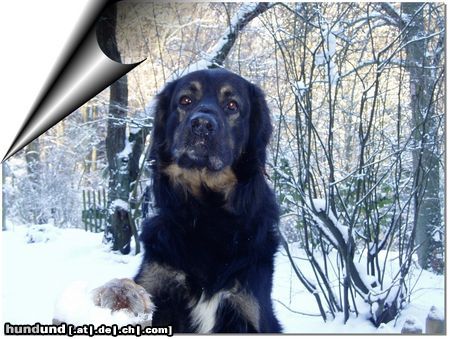Hovawart Hunde Foto 12981 Hovawart Luca im Winter