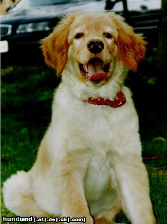 Hovawart Hunde Foto 21962 in höherer Auflösung ansehen Hovawart Lucky mit 9 Wochen