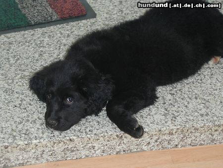 Hovawart Hunde Foto 13793 Hovawart die kleine Luna