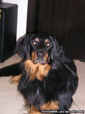 Hovawart Hunde Foto 11706 Hovawart das ist unser süßer familienhund