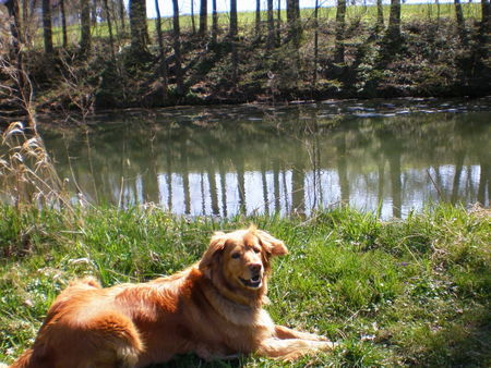 Hovawart Hunde Foto 37801 in höherer Auflösung ansehen Hovawart Diny vom Hegebach