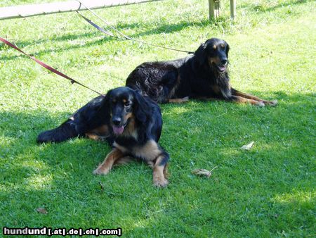 Hovawart Hunde Foto 14577 Hovawart Aithana vom Nußdorfer Moor und Amrei vom Rupertigau