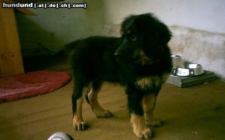Hovawart Hunde Foto 11323 Hovawart Bonny mit 10 Wochen