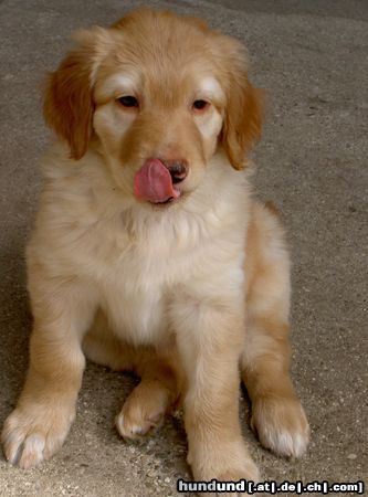 Hovawart Hunde Foto 21252 in höherer Auflösung ansehen Hovawart Lucky mit 6 Wochen