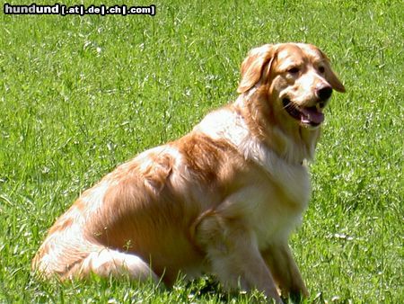 Hovawart Hunde Foto 21125 in höherer Auflösung ansehen Hovawart Beethoven von der Zupfinger Taverne alias Lucky