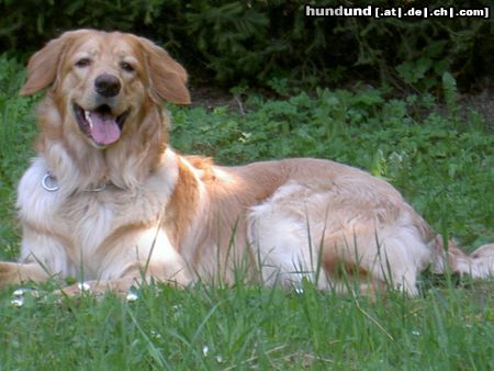 Hovawart Hunde Foto 21123 in höherer Auflösung ansehen Hovawart Beethoven von der Zupfinger Taverne alias Lucky