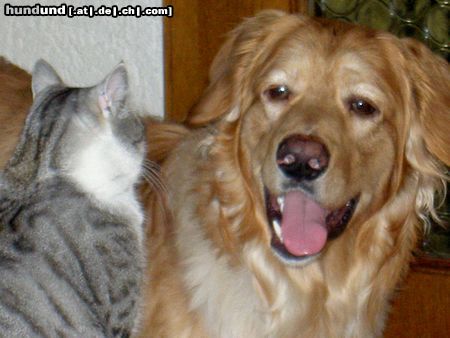 Hovawart Hunde Foto 21415 in höherer Auflösung ansehen Hovawart Lucky mit Kater Micky