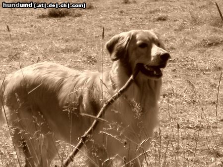 Hovawart Hunde Foto 22336 in höherer Auflösung ansehen Hovawart