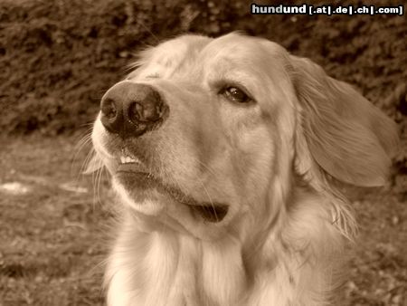 Hovawart Hunde Foto 22338 in höherer Auflösung ansehen Hovawart