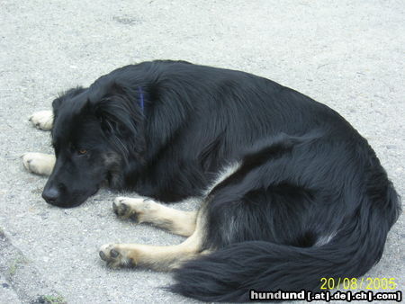 Hovawart Hunde Foto 26233 in höherer Auflösung ansehen Hovawart Deé (m;1Jahr)