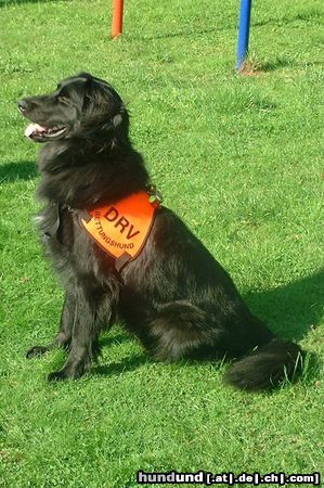 Hovawart Hunde Foto 14857 in höherer Auflösung ansehen Hovawart Louis (Rettungshund im Einsatz)