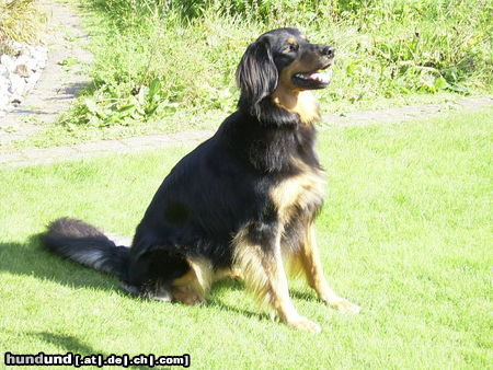 Hovawart Hunde Foto 26251 in höherer Auflösung ansehen Hovawart Ronja vom Mövenparadies (2 J.)