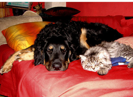 Hovawart Hunde Foto 31776 in höherer Auflösung ansehen Hovawart Hovi Santo & BLH Kater Chino