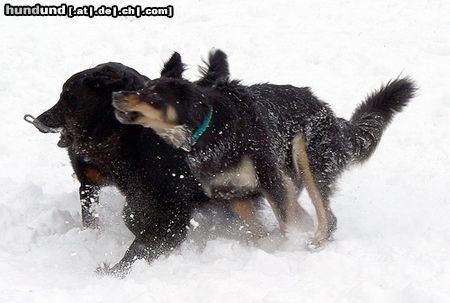 Hovawart Hunde Foto 18995 in höherer Auflösung ansehen Hovawart Schneetreiben