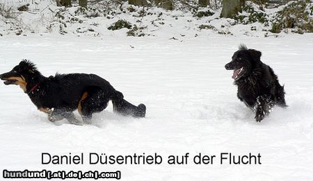 Hovawart Hunde Foto 18996 in höherer Auflösung ansehen Hovawart Daniel Düsentrieb