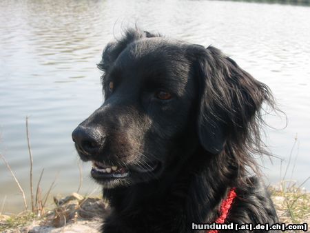 Hovawart Hunde Foto 22789 in höherer Auflösung ansehen Hovawart Tim