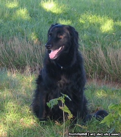 Hovawart Hunde Foto 22847 in höherer Auflösung ansehen Hovawart Tim 2