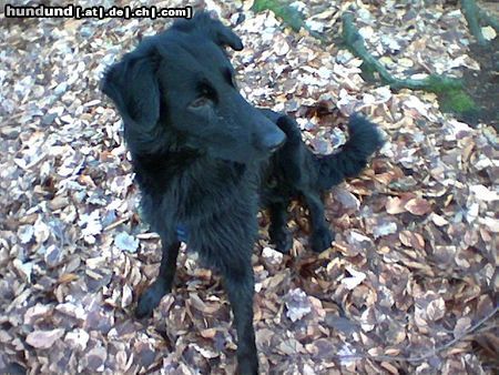 Hovawart Hunde Foto 13889 Hovawart Ist ein Mix.....g*Aber herzallerliebst oder??