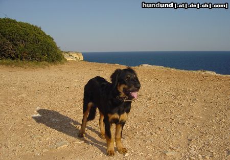 Hovawart Hunde Foto 10995 Hovawart Das A-Team
