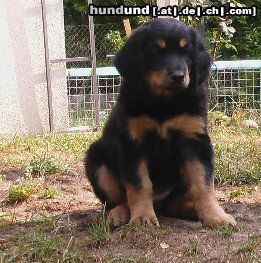 Hovawart Hunde Foto 12584 Hovawart reinrassiger hovawart