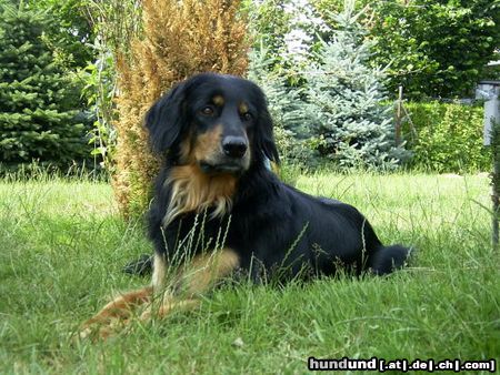 Hovawart Hunde Foto 5619 Hovawart Aika vom Steigerwald 4 Jahre