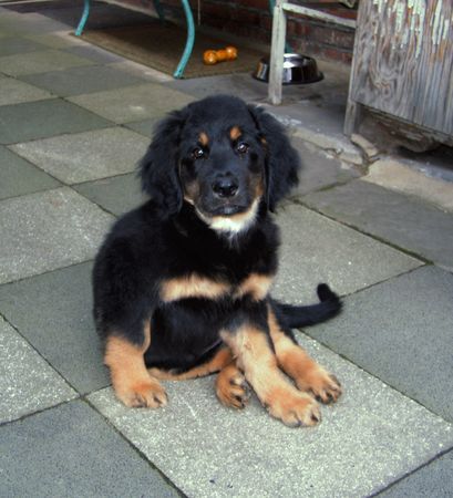 Hovawart Hunde Foto 36385 Hovawart amie vom kiefernhof 2 monate alt