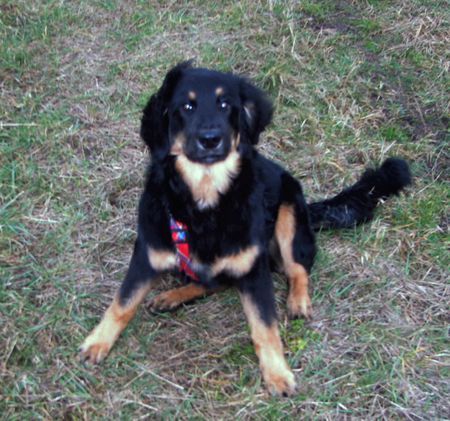 Hovawart Hunde Foto 36387 in höherer Auflösung ansehen Hovawart amie vom kiefernhof 5 monate alt