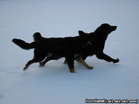 Hovawart Hunde Foto 5566 Hovawart Amigo & Baika im Winter