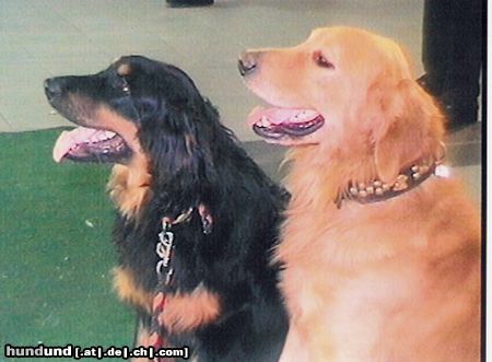 Hovawart Hunde Foto 20414 in höherer Auflösung ansehen Hovawart Krissy v.Hegebach & Askan v.d.Silberhöhle