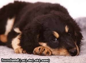 Hovawart Hunde Foto 5564 Hovawart Baika vom Hause Luka mit 9 Wochen