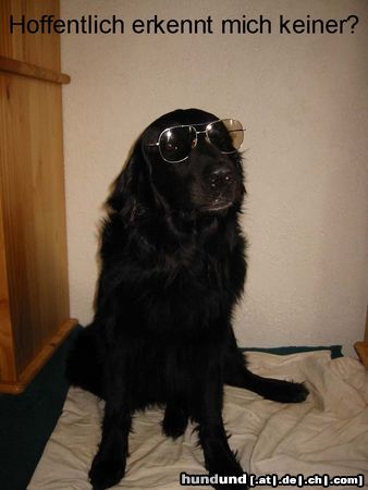 Hovawart Hunde Foto 5538 Hovawart