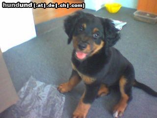 Hovawart Hunde Foto 20042 in höherer Auflösung ansehen Hovawart gandalf noch klein! gg