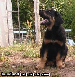 Hovawart Hunde Foto 12585 Hovawart