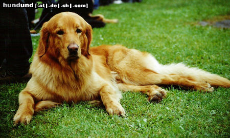 Hovawart Hunde Foto 25255 in höherer Auflösung ansehen Hovawart