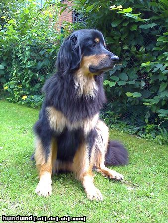 Hovawart Hunde Foto 46754 in höherer Auflösung ansehen Hovawart Amando macht Urlaub