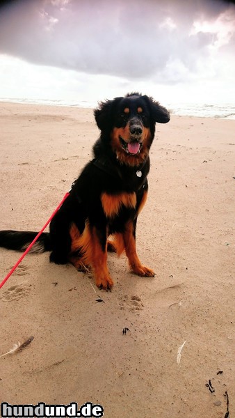 Hovawart Hunde Foto 47532 Hovawart Aaron vom Hegebach 13 Monate alt im Dänemarkurlaub