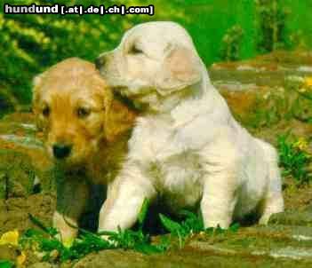 Hovawart Hunde Foto 17586 in höherer Auflösung ansehen Hovawart