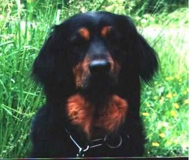 Hovawart Hunde Foto 1629 Hovawart Zuchthündin VOM WALDHAUS BECKER