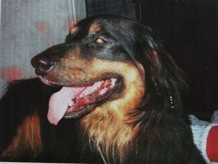 Hovawart Hunde Foto 43814 Hovawart Mein liebster bekleider über all hin