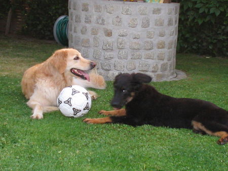 Hovawart Hunde Foto 28209 Hovawart Dana 7 J. blond und Nando 6 M. beim ballspielen