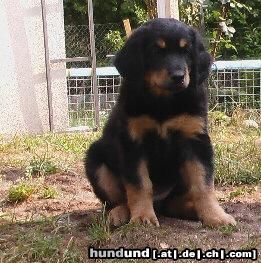 Hovawart Hunde Foto 12586 Hovawart