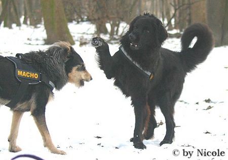 Hovawart Hunde Foto 28858 in höherer Auflösung ansehen Hovawart Prater
