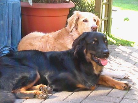 Hovawart Hunde Foto 28208 Hovawart Nando 8 Monate sch/m und Dana 7 Jahre blond)